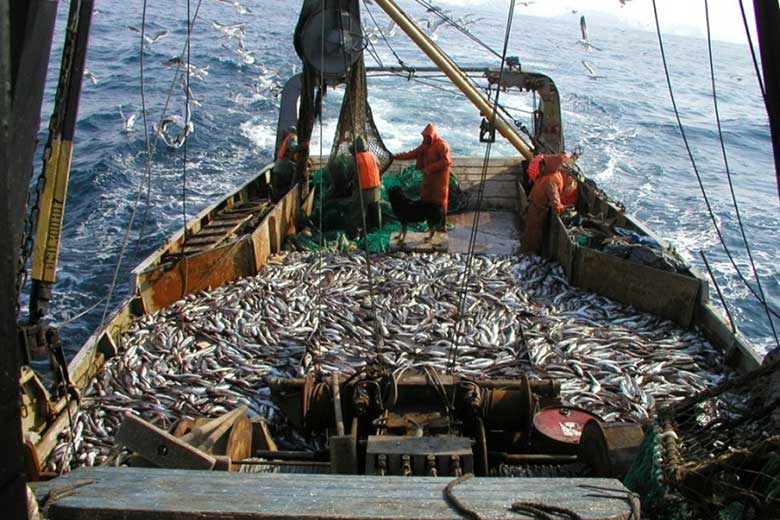 Рыбодобыча в Баренцевом море